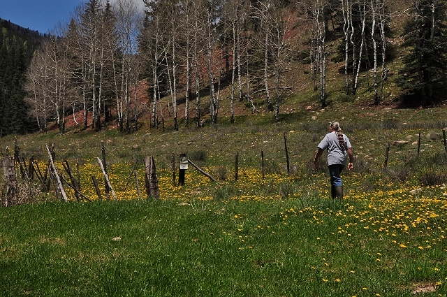 "Nellie" calling in the cows
